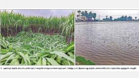 pongal-sugarcane-damaged-by-continuous-rains-on-thanjavur-water-surrounding-crops