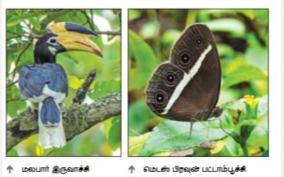 170-species-of-butterflies-228-species-of-birds-on-kovai-forest-2-day-survey