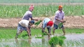 agricultural-work-labor-shortage-on-dindigul-farmers-reluctant-to-expand-cultivation-area