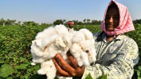 cotton-prices-increase-by-rs-7-000-per-candi-on-10-days