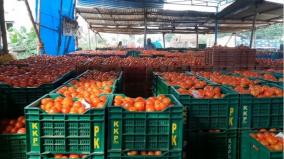 tomato-prices-fall-in-oddanchatram-due-to-continuous-increase-in-supply