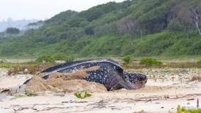 spain-a-car-sized-sea-turtle-lives-on-dinosaur-era-remains-found