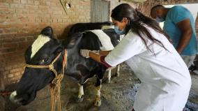 salem-vaccination-of-one-lakh-cows-against-smallpox