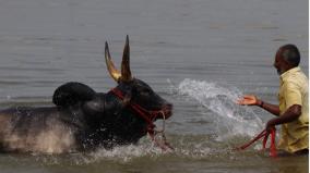 bulls-preparing-for-jallikattu