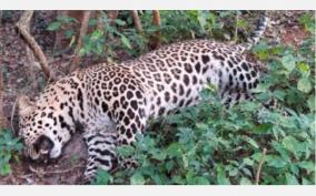 leopard-dies-after-being-hit-a-vehicle-near-manjoor