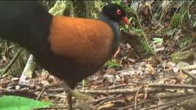 rare-black-naped-pheasant-pigeon-found-by-scientists-again-after-140-years