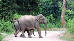 traffic-stop-for-40-elephants-crossing-the-road-near-denkanikottai