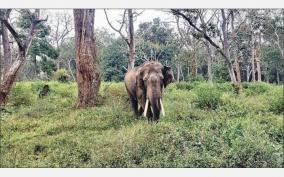 mudumalai-loses-its-greenery-due-to-snowfall-animals-migrate-searching-for-food-water