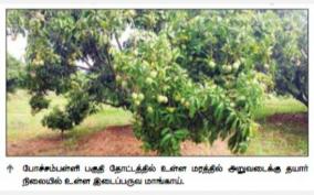 sweet-mid-season-mango-yield-for-pochampalli-farmers-purchase-at-rs-70-000-a-tonne