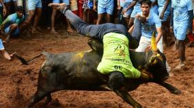 jallikattu-case-judges-questions-full-details-of-tamil-nadu-government-s-arguments