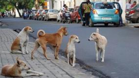 stray-dogs-increased-on-madurai-after-corona-will-the-corporation-take-steps-to-control-it