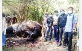 urikam-clash-between-elephants-female-elephant-killed