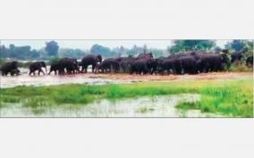 120-elephants-roam-from-karnataka-state-into-tn-forest-split-into-groups-and-camped-on-7-forests