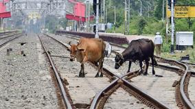 rs-264-crore-fence-on-mumbai-route-to-prevent-cattle-from-being-hit-by-trains