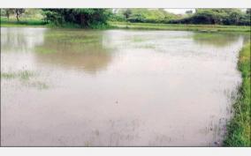 heavy-rains-inundated-1-500-acres-of-samba-crops-on-thirumarukal-union