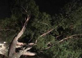 mandous-cyclone-nearly-65-trees-fell-in-chennai-in-3-hours-tn