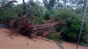 vandalur-zoo-and-guindy-park-are-closed-today