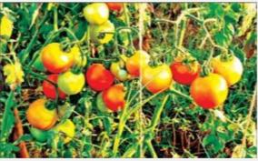 80-000-tonnes-of-tomato-per-annum-production-of-value-added-products-at-krishnagiri