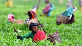 tea-plantation-industry