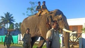 hindu-tamil-news-reverberation-two-kumki-elephants-came-talavadi