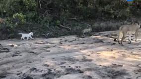 a-rare-white-lion-cub-video-shared-by-forest-officer