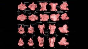 fossils-of-91-lakh-years-old-iguana-snake-found-in-himachal