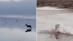 watch-dog-chases-a-group-of-birds-at-a-beach