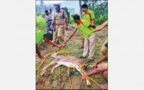 salem-spotted-deer-that-fell-into-well-was-rescued-safely