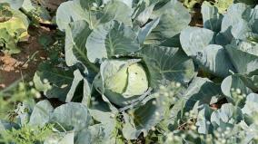 cauliflower-cultivation-on-drought-zone-kaumudi-engineering-graduate-achievement