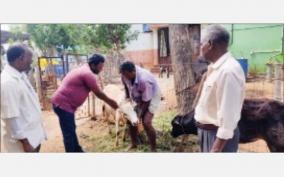 intensity-of-vaccination-of-cattle-on-trichy-district