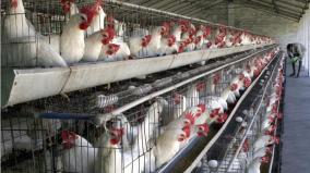 poultry-farms-under-prevention-of-cruelty-to-animals-act-rajeskumar-mp-urged-to-cancel-the-division