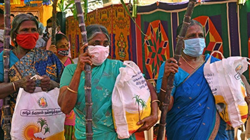 Harvest festival Pongal celebrated across Tamil Nadu with fervour