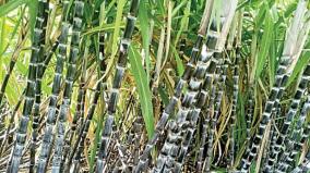 sugarcane-is-not-included-in-the-government-gift-package-ahead-of-pongal-festival