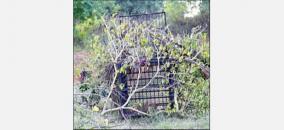 leopard-movement-in-tirupati-university-hostel-students-back-home