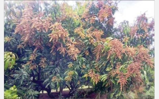 Continuous Rains and Snow May Cause Mango Blossoms to Scorch and Affect Yield - Krishnagiri Farmers on Vattam