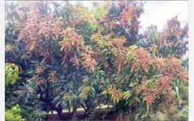 continuous-rains-and-snow-may-cause-mango-blossoms-to-scorch-and-affect-yield-krishnagiri-farmers-on-vattam