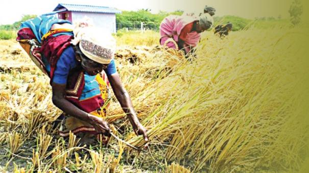 Will Tamil Nadu become the rice storehouse of India?