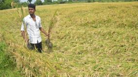 relief-of-rs-50-89-crore-to-48-593-rain-affected-farmers