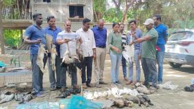 rare-birds-animals-killed-in-puducherry