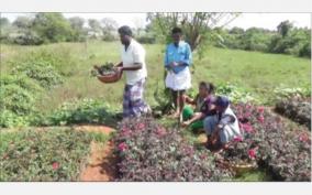 revival-of-floriculture-on-hosur-sales-of-rose-seedlings-increases