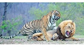 ask-tingu-22-is-the-tiger-stronger-than-the-lion