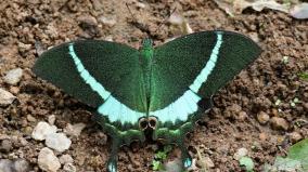 175-species-of-butterflys-on-mudumalai-information-on-survey