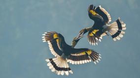 mid-air-aggressive-battle-of-two-hornbills