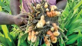 cultivation-of-turmeric