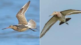 bird-flies-from-alaska-to-australia-without-stopping-breaks-world-record