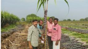 sugarcane-procurement-for-pongal-gift-begins-officials-measure-height-of-sugarcane