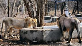 lion-fall-into-well-in-gujarat