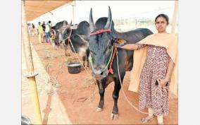 kovai-festival-animals-beauty-pageant