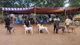 indian-breed-dogs-participated-majestically-in-exhibition-held-at-rajapalayam