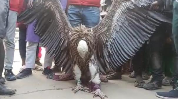 Rare Himalayan vulture caught in Kanpur: Handover to forest department